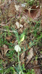 Vicia lutea