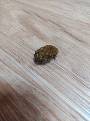 Protaetia orientalis