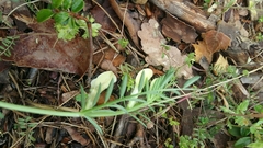 Vicia lutea
