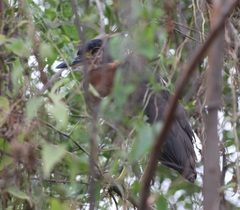 Gorsachius leuconotus