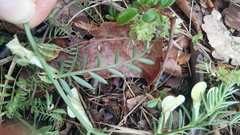 Vicia lutea