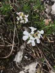 Iberis saxatilis