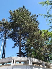 Pinus nigra