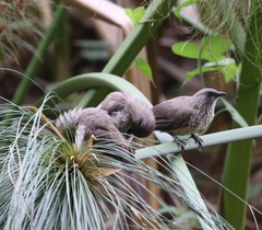 Turdoides hartlaubii