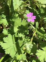 Geranium molle