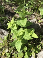 Scutellaria altissima