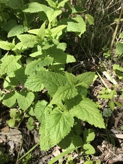 Scutellaria altissima