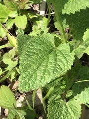 Scutellaria altissima