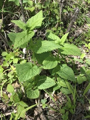 Scutellaria altissima