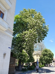 Aesculus hippocastanum