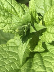 Scutellaria altissima