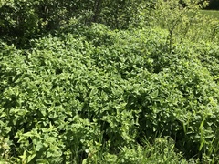 Scutellaria altissima