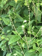 Scutellaria altissima