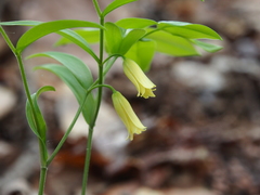 Uvularia puberula
