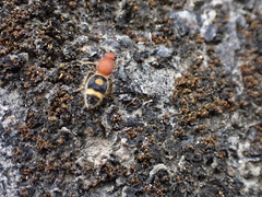 Odontomutilla uranioides