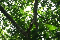 Accipiter erythropus image