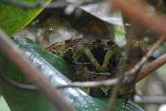 Bitis nasicornis