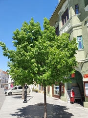 Tilia