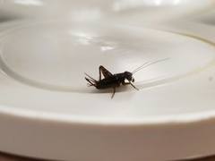 Neonemobius mormonius