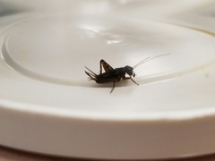 Neonemobius mormonius