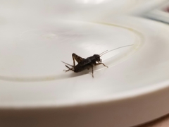 Neonemobius mormonius