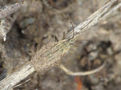 Cantacader quadricornis
