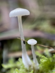 Roridomyces austrororidus