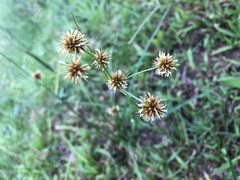 Rhynchospora holoschoenoides