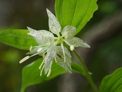 Prosartes maculata