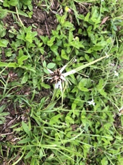 Rhynchospora nervosa