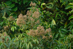 Vitex pinnata