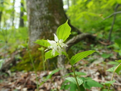 Prosartes maculata
