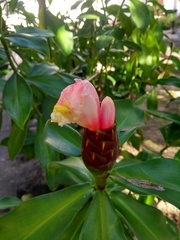 Costus atlanticus