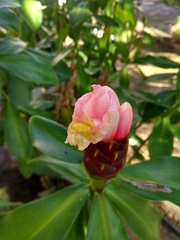 Costus atlanticus