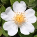 Brambles, Roses, Strawberries, and Allies - Photo (c) lamprisdimitris, some rights reserved (CC BY-NC)