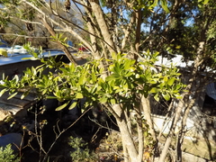 Baccharis heterophylla
