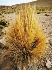 Festuca chrysophylla