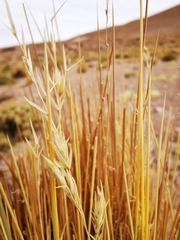 Festuca chrysophylla