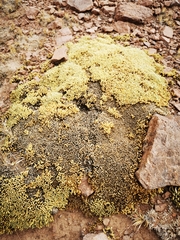 Pycnophyllum bryoides