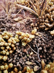 Pycnophyllum bryoides