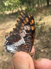 Charaxes saturnus