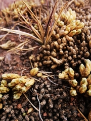 Pycnophyllum bryoides