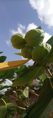 Calotropis procera image