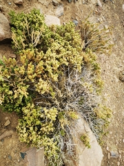 Baccharis santelicis