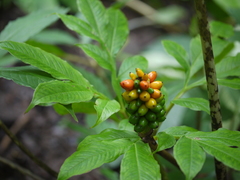 Amorphophallus commutatus