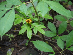 Amorphophallus commutatus