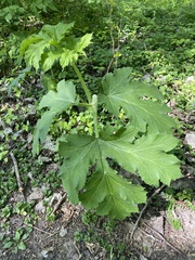 Tordylieae