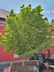 Tilia