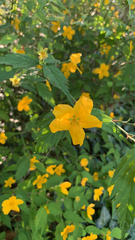 Kerria japonica