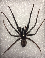 Segestria florentina